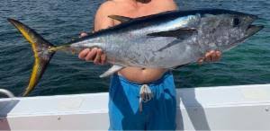 Image result for Thunnus maccoyii