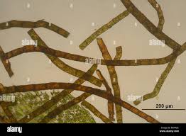 Attēlu rezultāti vaicājumam “Bryum moravicum”