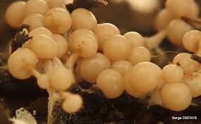 Attēlu rezultāti vaicājumam “Diderma floriforme”