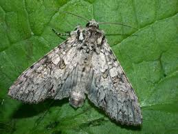 Attēlu rezultāti vaicājumam “Polia nebulosa”