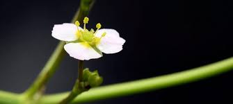 Attēlu rezultāti vaicājumam “Alisma lanceolatum leaf”