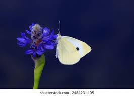 Attēlu rezultāti vaicājumam “Pieris rapae male”