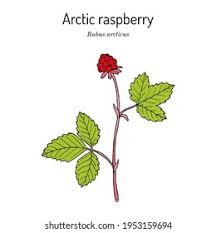 Attēlu rezultāti vaicājumam “Rubus arcticus”