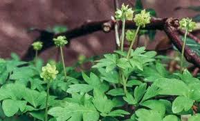 Attēlu rezultāti vaicājumam “Adoxa moschatellina”