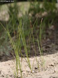 Attēlu rezultāti vaicājumam “Carex scandinavica”