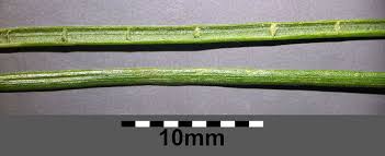 Attēlu rezultāti vaicājumam “Juncus articulatus”