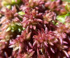 Attēlu rezultāti vaicājumam “Sphagnum rubellum”