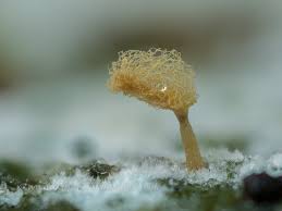 Attēlu rezultāti vaicājumam “Heterotrichia pomiformis (syn. Arcyria pomiformis)”