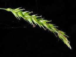 Attēlu rezultāti vaicājumam “Carex sylvatica leaf”