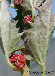 Image result for chenopodium foliosum