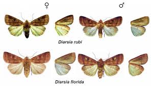 Attēlu rezultāti vaicājumam “Diarsia florida”