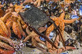 Image result for Rostroraja alba