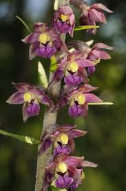 Attēlu rezultāti vaicājumam “Epipactis atrorubens fruit”