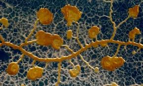 Attēlu rezultāti vaicājumam “Physarum nitens plasmodium”