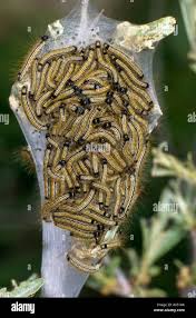 Attēlu rezultāti vaicājumam “Malacosoma neustria larva”