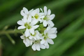 Attēlu rezultāti vaicājumam “Berteroa incana flower”