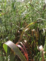 Attēlu rezultāti vaicājumam “Puccinia coronata”