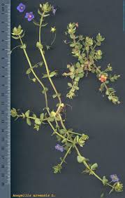 Image result for Anagallis arvensis