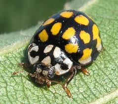 Attēlu rezultāti vaicājumam “Sospita vigintiguttata”