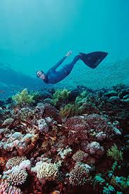 Image result for Deep and Wide Diving
