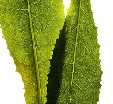 Image result for Zichorie