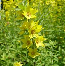 Attēlu rezultāti vaicājumam “Lysimachia punctata”