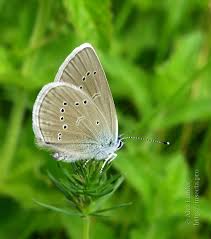 Attēlu rezultāti vaicājumam “Cyaniris semiargus underside”