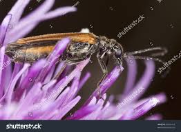 Attēlu rezultāti vaicājumam “Oedemera femorata”