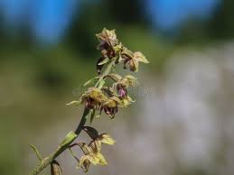 Attēlu rezultāti vaicājumam “Epipactis atrorubens bud”