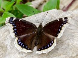 Attēlu rezultāti vaicājumam “Nymphalis antiopa underside”