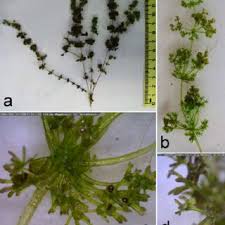 Attēlu rezultāti vaicājumam “Chara intermedia male”