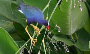 Attēlu rezultāti vaicājumam “Cribraria martinii”