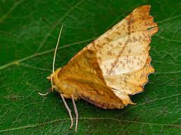 Attēlu rezultāti vaicājumam “Ennomos autumnaria male”