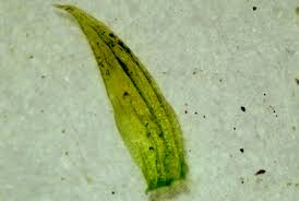 Attēlu rezultāti vaicājumam “Brachythecium salebrosum sporophyte”