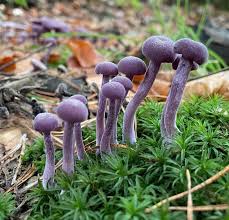 Attēlu rezultāti vaicājumam “Laccaria amethystina”