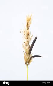 Attēlu rezultāti vaicājumam “Claviceps purpurea”