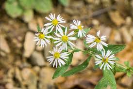 Image result for Aster lanceolatus