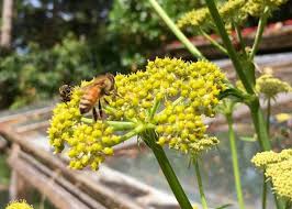 Attēlu rezultāti vaicājumam “Levisticum officinale leaf”