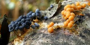 Attēlu rezultāti vaicājumam “Badhamia capsulifera spores”