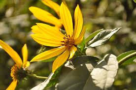 Attēlu rezultāti vaicājumam “Helianthus tuberosus flower”