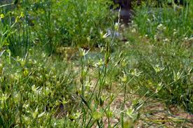 Attēlu rezultāti vaicājumam “Juncus bufonius”