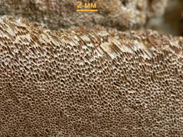 Attēlu rezultāti vaicājumam “Phellinus ferruginosus”