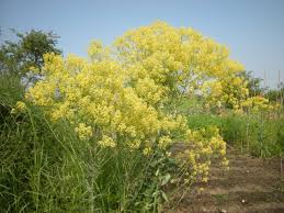 Image result for Isatis tinctoria