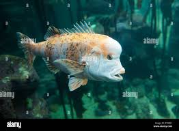 Image result for Chrysoblephus cristiceps