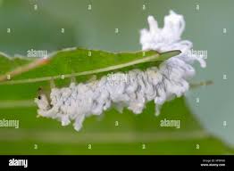 Attēlu rezultāti vaicājumam “Eriocampa ovata larva”