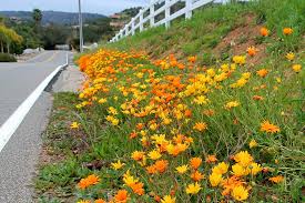 Image result for Dimorphotheca sinuata