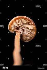 Attēlu rezultāti vaicājumam “Physarum auriscalpium sessile”