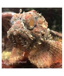 Image result for Scorpaena scrofa