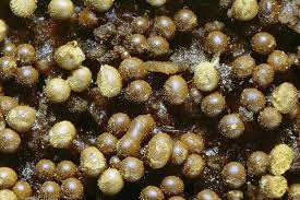 Attēlu rezultāti vaicājumam “Trichia varia”