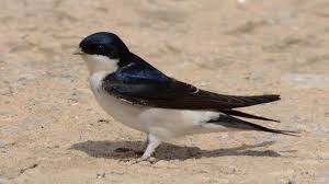 Attēlu rezultāti vaicājumam “Delichon urbicum juvenile”